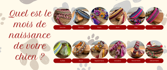 🐾 𝕌𝕟 𝕞𝕠𝕚𝕤, 𝕦𝕟 𝕔𝕠𝕝𝕝𝕚𝕖𝕣, 𝕦𝕟 𝕔𝕙𝕚𝕖𝕟 𝕦𝕟𝕚𝕢𝕦𝕖 🧶✨