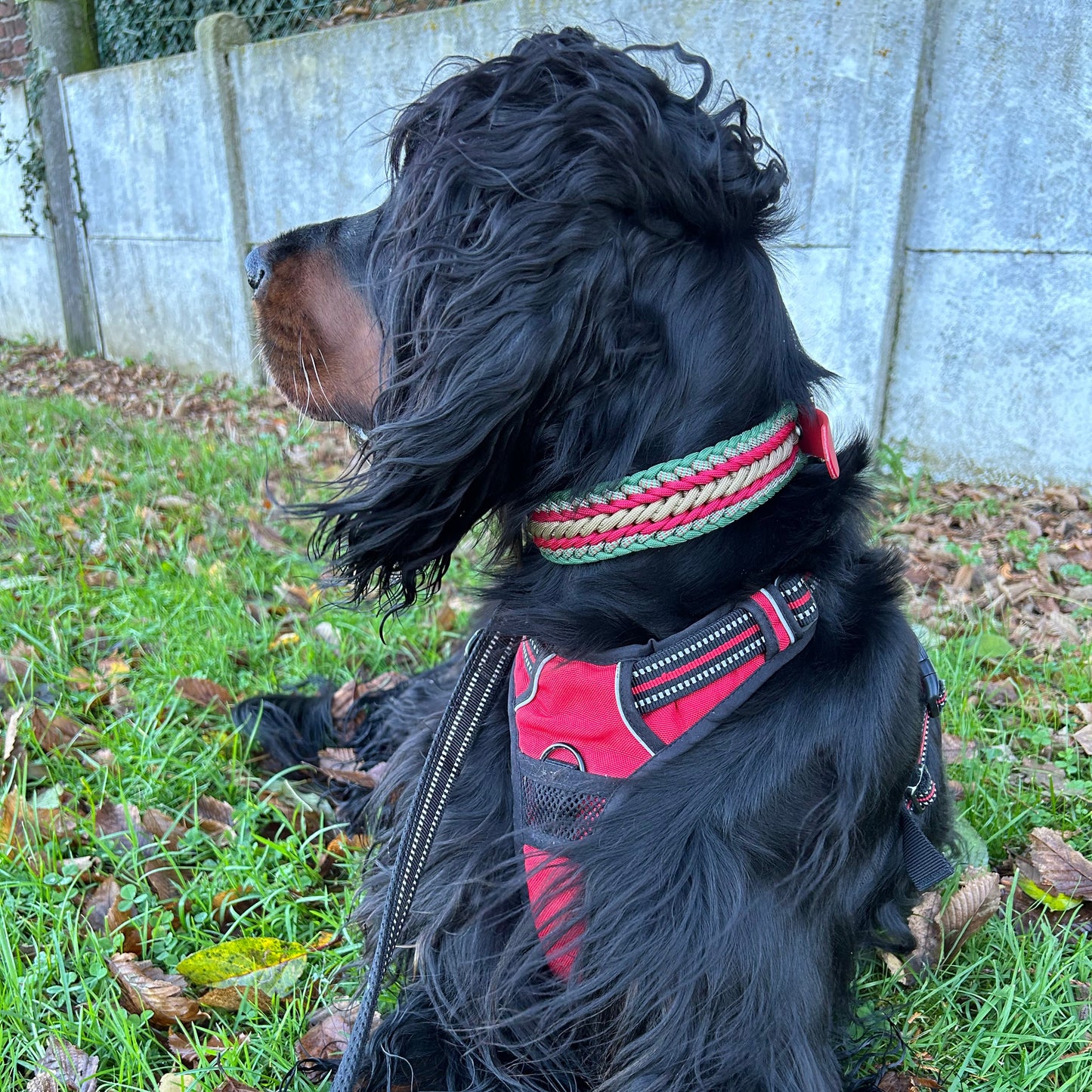 Laisse Tornak 🦮 - Noël 2025 🎄