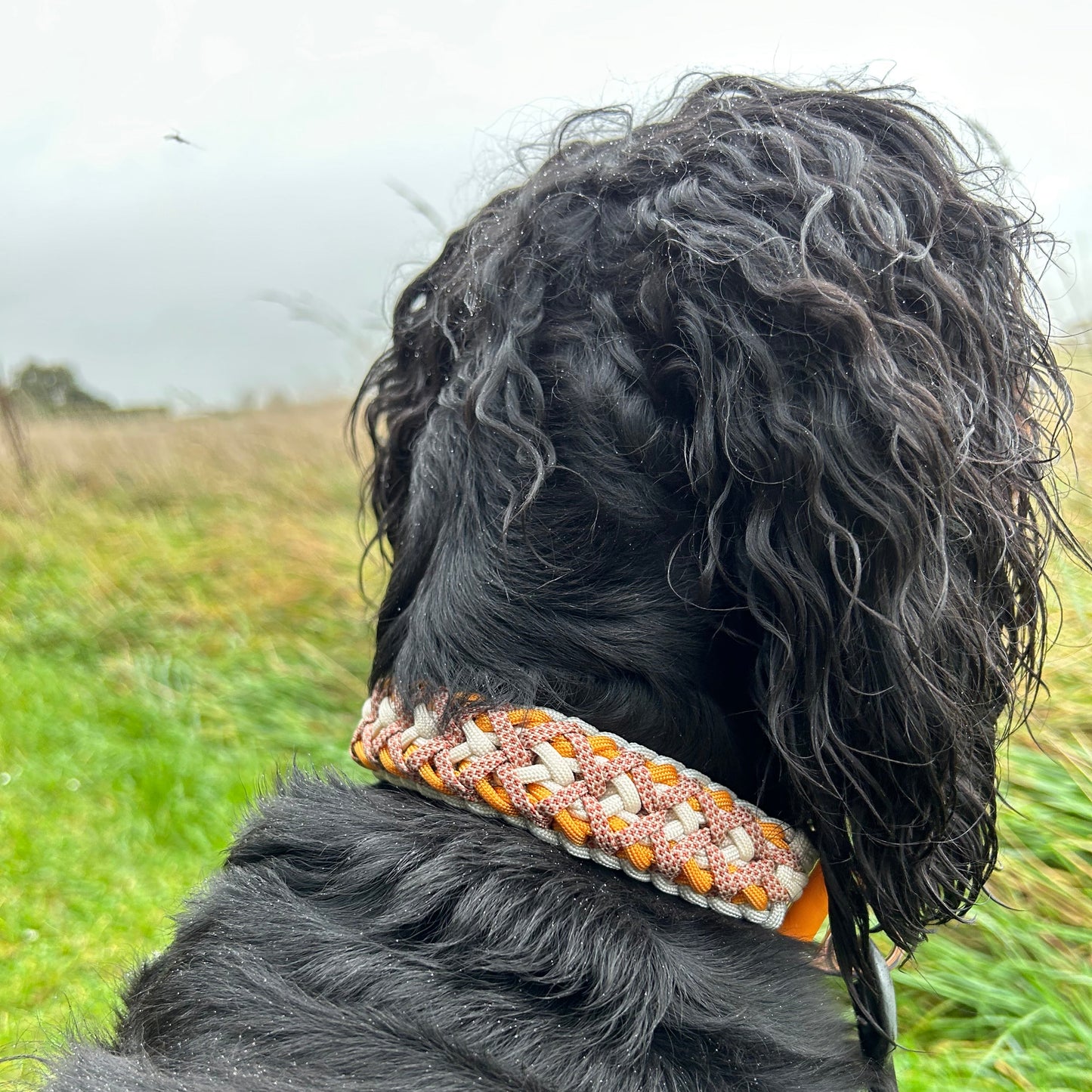 Collier Alyzé 🦋 - Automne 2025 🍁🦊