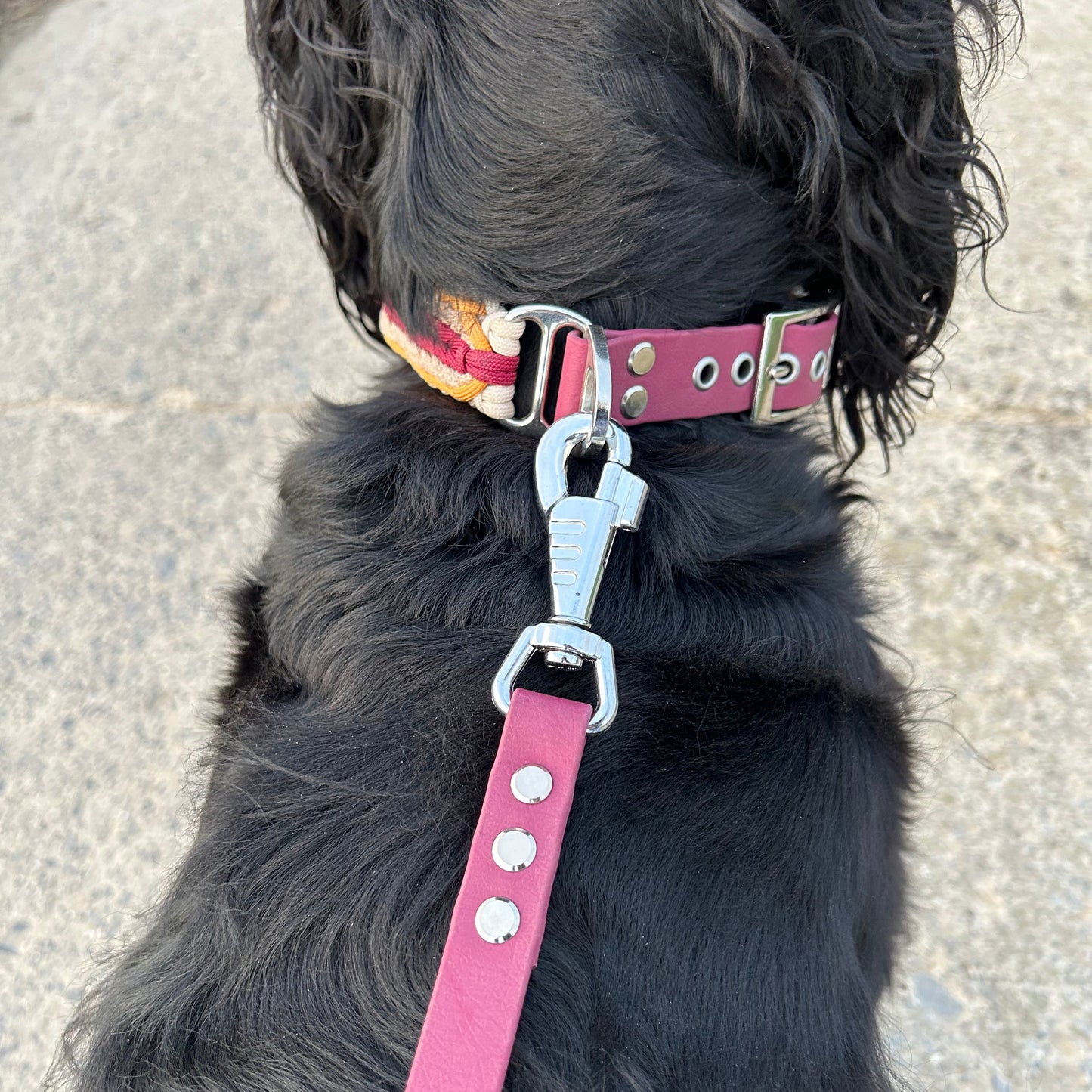 Laisse en biothane 🦮