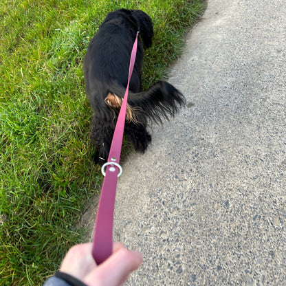 Laisse en biothane 🦮